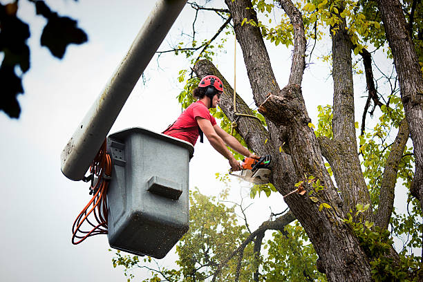 Best Tree Mulching Services  in West Point, MS